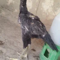 جوجه خروس لاری