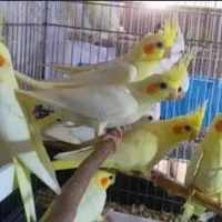 جوجه عروس هنلدی نروماده