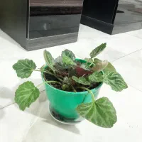 گیاه