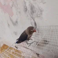طوطی کوتوله