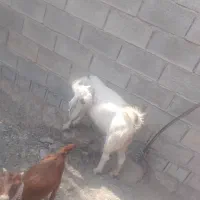 کهرنرع چاق