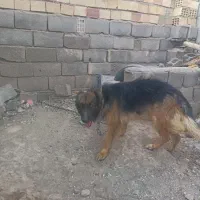سگ ژرمن نر