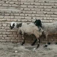 میش|حیوانات مزرعه|جهرم, |دیوار