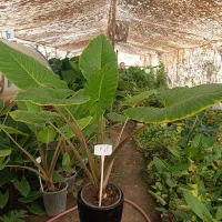 گل بابا آدم تنه قرمز سطل ده ارسال رایگان