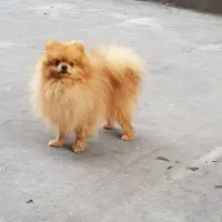 سگ پامرانین خرسی ،پامر فانتزی پاکوتاه سگ بالغ نر