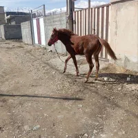 کره اسب مادیون  کرد