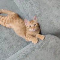 واگذاری تعدادی گربه 6ماهه