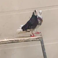 کفتر