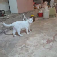 کرده پریشین
