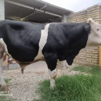 گوساله