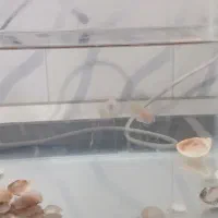 اکواریوم بالوازم