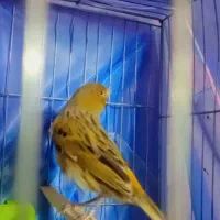 قناری هم رنگ ردفکتور یا سبز لجنی بخون