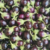 بادمجون مخصوص ترشی