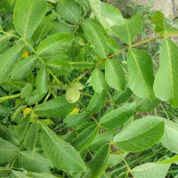 نهال گلدانی گردو خوشه‌ای