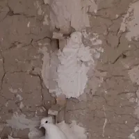 کفتر دم چتری