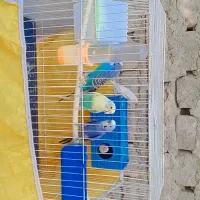 مرغ عشق.و فنچ