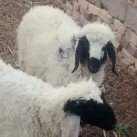 بره ماده چاق