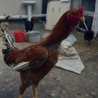 مرغ و خروس لاری