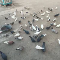 کفتریجایی