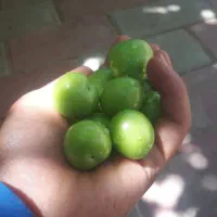 الوچه(گوجه سبز)