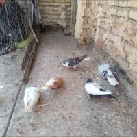 کفتر|پرنده|رادکان, |دیوار
