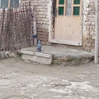 کبوتر|پرنده|سیلوانه, |دیوار
