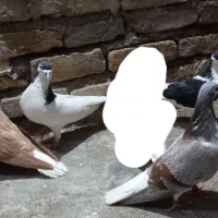 کفتر