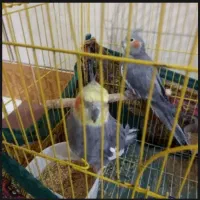 یک جفت عروس هلندی