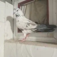 کبوتر