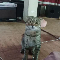 فروش گربه اسکاتیش