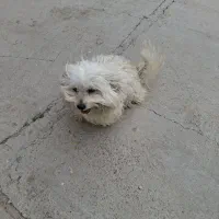 سگ پاکوتاه نژاد شیتزو