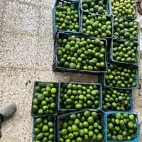 نارنگی ژاپنی شیرین