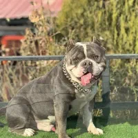 سگ جهت جفت گیری