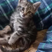 بچه گربه دوماهه