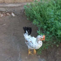 نیمچه خروس محلی