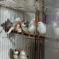 فنچ