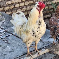 خروس گلین چهل تاج