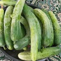 خیار محلی