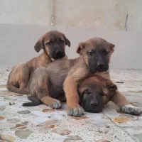 توله پژدر سراب