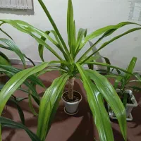 گل های اشک ملکه و پاندانوس و گهواره موسی