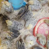 بلدرچین گوشتی