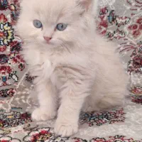 بریتیش ترکیبی فوق العاده جذاب