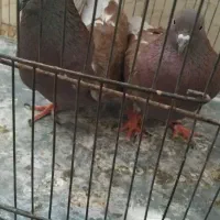 پرنده