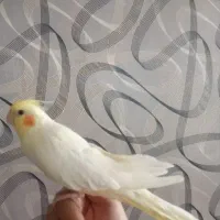 عروس هلندی پیدا شده