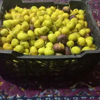 انجیر زیر قیمت همه جا