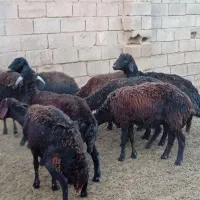 میش افشاری قزل