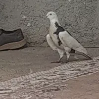 کبوتر