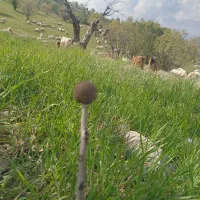 گوسفند درجه یک سن دار