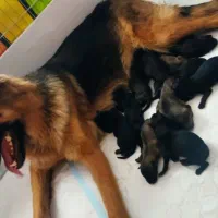 سگ ژرمن