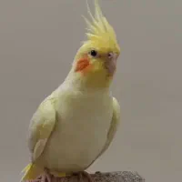گمشده